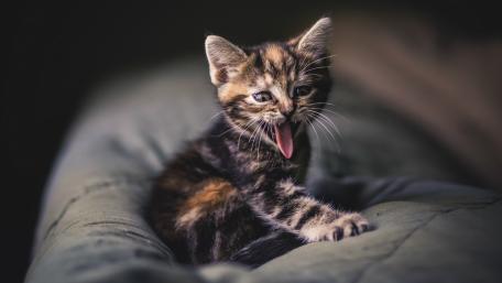 Cute Kitten Enjoying a Big Yawn wallpaper