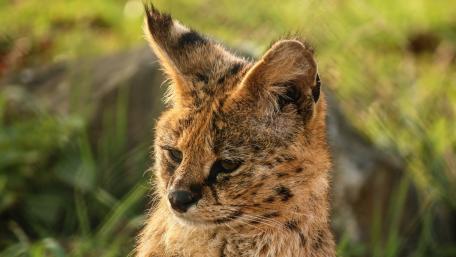 Majestic Lynx in Nature's Embrace wallpaper