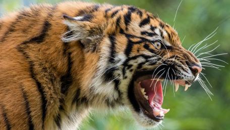 Majestic Tiger in Roar of Nature wallpaper