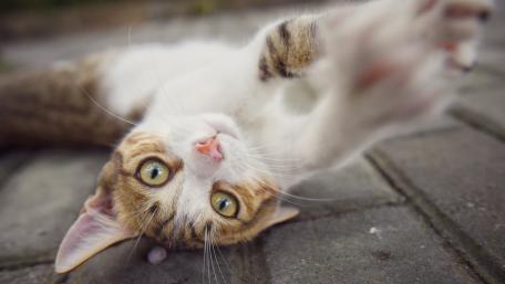 Charming Cat Laying Playfully Flat wallpaper