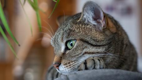 Majestic Cat Gazing Intently Inspired by Nature wallpaper
