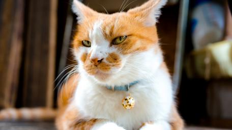 Charming Ginger Cat Relaxing at Home wallpaper