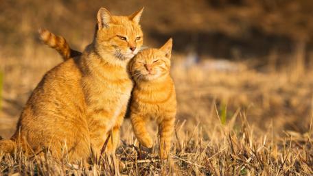 Warm Embrace of Ginger Cats wallpaper