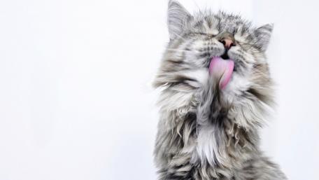 Playful Cat Enjoying a Grooming Session wallpaper