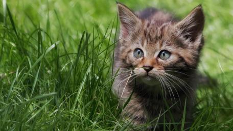 Curious Kitten in the Grass wallpaper
