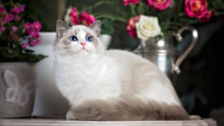 Elegant Cat Amidst Floral Beauty wallpaper