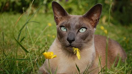 Majestic Cat in Nature's Embrace wallpaper