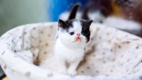 Adorable Kitten in a Cozy Bed wallpaper