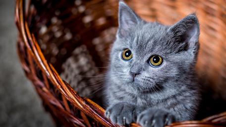 Charming Gray Kitten in a Basket wallpaper