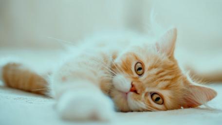 Playful Ginger Cat Relaxing on Soft Surface wallpaper