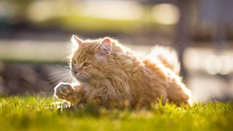 Golden Furry Cat in Playful Action wallpaper