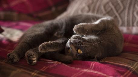 Cozy Gray Cat Relaxing on a Plush Couch wallpaper