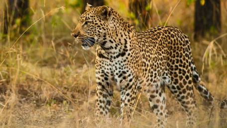 Majestic African Leopard in the Wild wallpaper