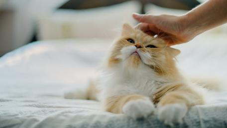 Fluffy Cat Enjoying Affection in Cozy Setting wallpaper