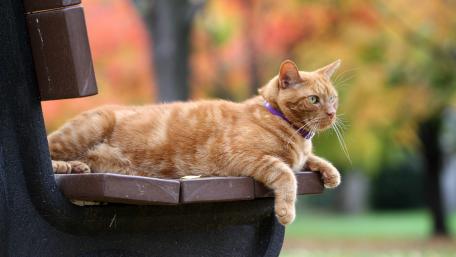 Charming Orange Cat Relaxing Outdoors wallpaper