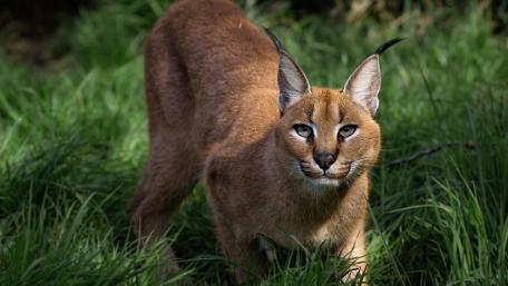 Majestic Lynx in Natural Habitat wallpaper