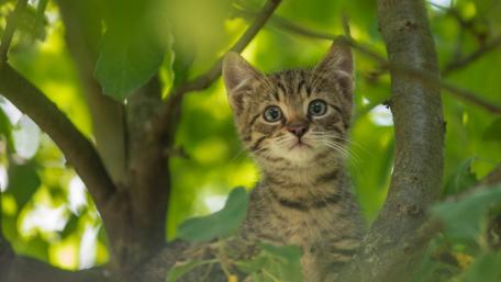 Playful Kitten Among Lush Leaves wallpaper