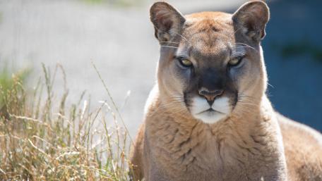 Majestic Cougar in Nature Scene wallpaper