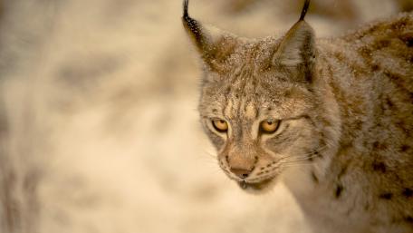 Majestic Lynx in Winter Wonderland wallpaper