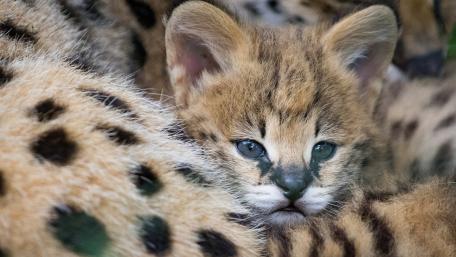 Adorable Serval Cub in a Cozy Spot wallpaper