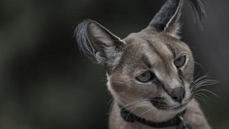 Majestic Caracal in Focus wallpaper