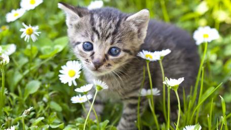 Adorable Kitten Among Flowers wallpaper