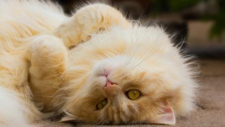 Fluffy Ginger Cat Relaxing on the Ground wallpaper