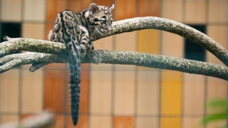 Graceful Clouded Leopard Cub Relaxing High Above Tree Branches wallpaper