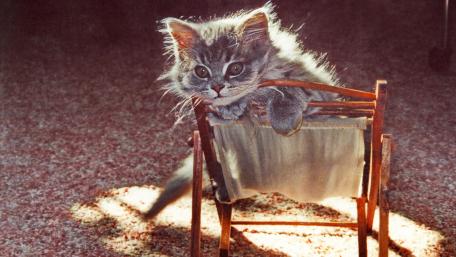 Charming Kitten on a Lounger wallpaper