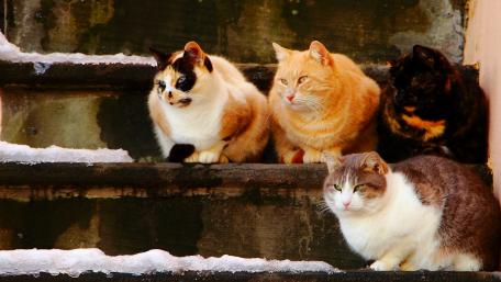 Four Charming Cats on Stairs wallpaper