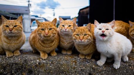 Charming Feline Gathering for Cat Lovers Everywhere wallpaper