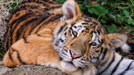 Majestic Tiger Resting in Nature wallpaper