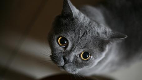 Gray Cat with Striking Eyes in Soft Light wallpaper