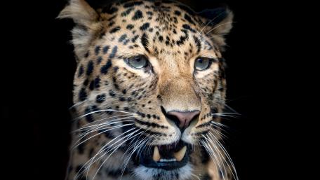Majestic Jaguar Staring into the Dark wallpaper