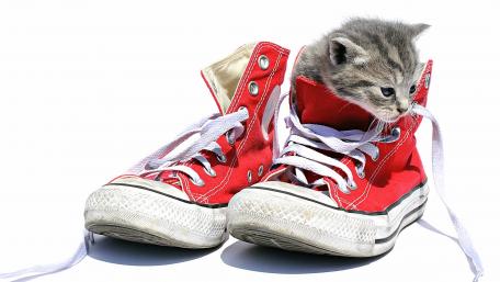 Adorable Kitten Peeking from Red Sneakers wallpaper
