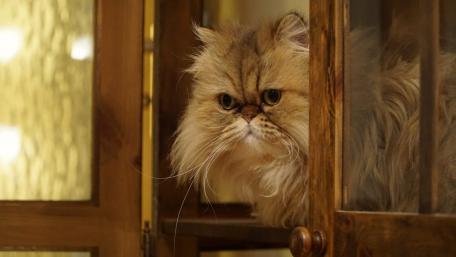 Fluffy Cat with Distinctive Features in a Rustic Setting wallpaper