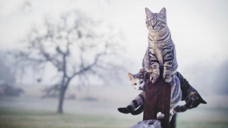 Playful Cats in a Misty Landscape wallpaper