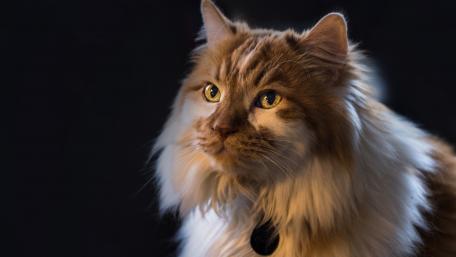 Majestic Ginger Cat Portrait wallpaper