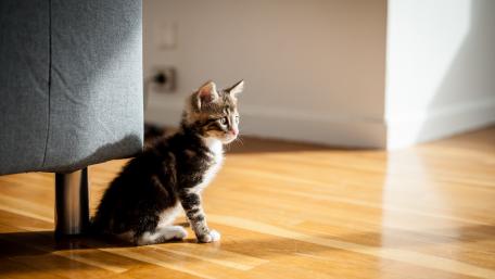 Adorable Kitten in Sunlight Moments wallpaper