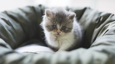 Adorable Kitten in Cozy Bed wallpaper