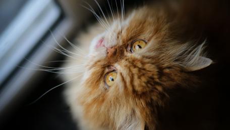 Captivating Cat Eyes in 5K UHD Wallpaper wallpaper