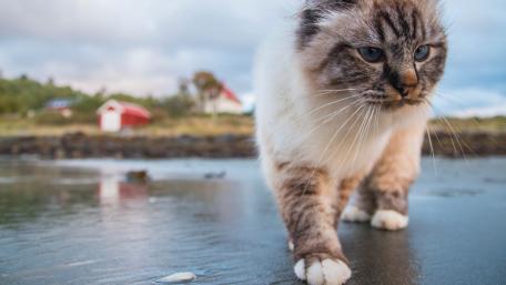 Majestic Feline on the Shoreline wallpaper