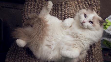 Fluffy Cat Relaxing on a Cozy Surface wallpaper
