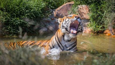 Majestic Tiger Roaring in Water wallpaper