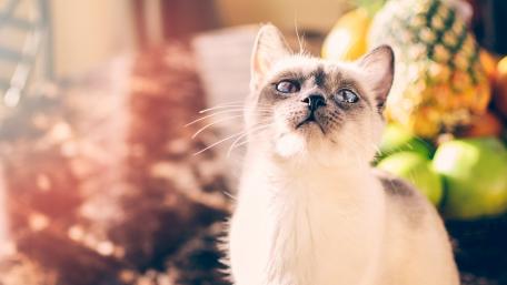 Curious Cat in a Colorful Setting wallpaper