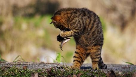 Curious Cat with Its Catching Treasure wallpaper