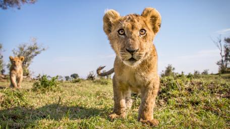 Adorable Lion Cub in the Wild wallpaper