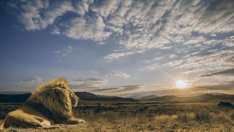 Majestic Lion at Sunset Over the Savanna wallpaper