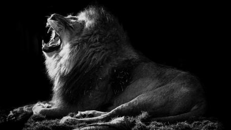 Majestic Lion's Yawn in Monochrome Artistry wallpaper