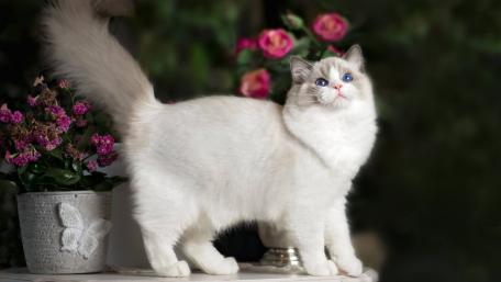 Charming Cat Among Blossoms wallpaper
